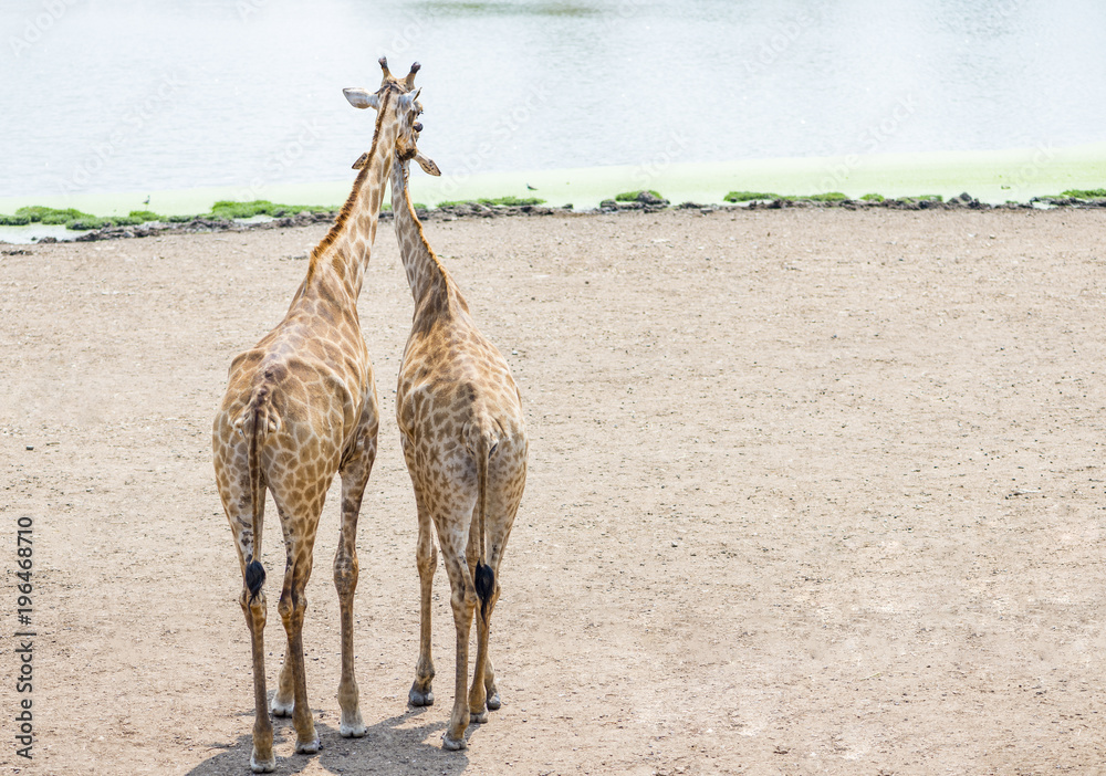 Naklejka premium Couple of giraffe standing together