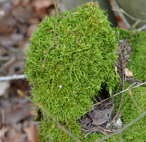 Moss auf alten Bäumen