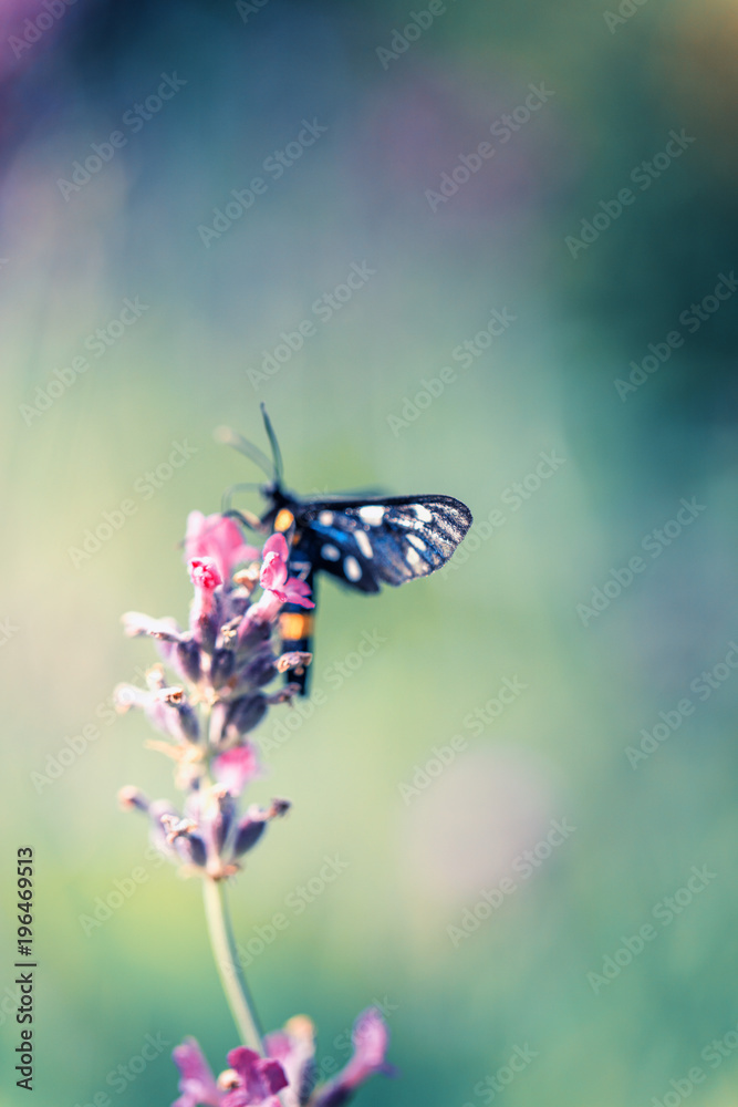 butterfly on spring flower