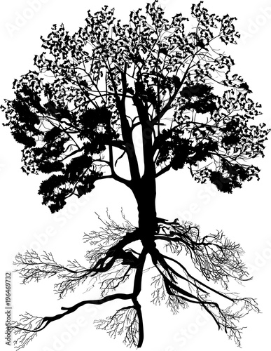 Photography semi bare tree with root isolated on white