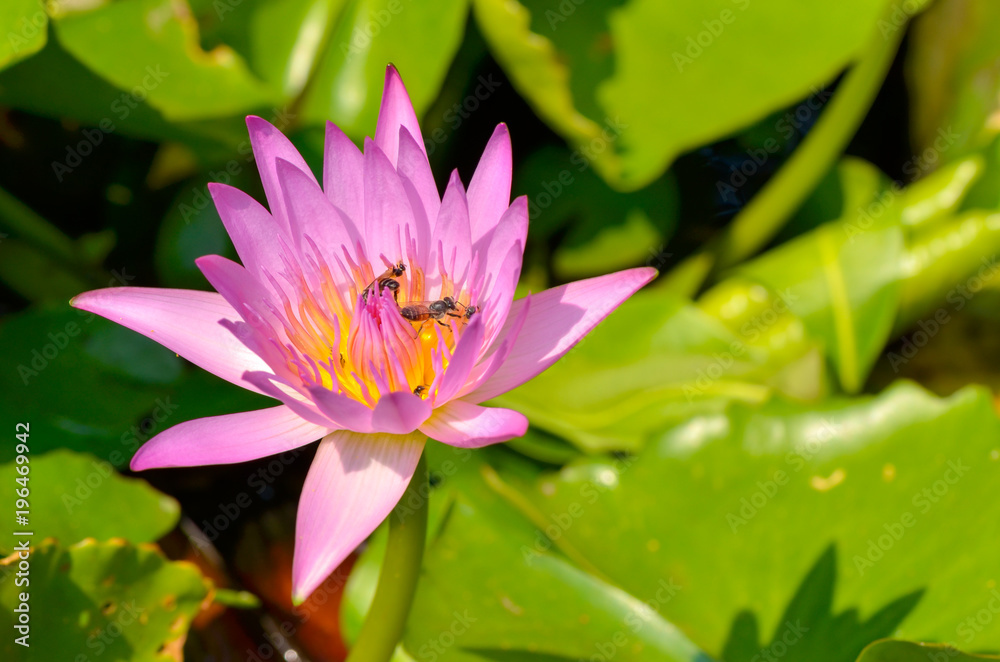 A bee is trying to keep nectar pollen from the lotus flower,select focus. A bee is trying to keep nectar pollen from the lotus flower,select focus.