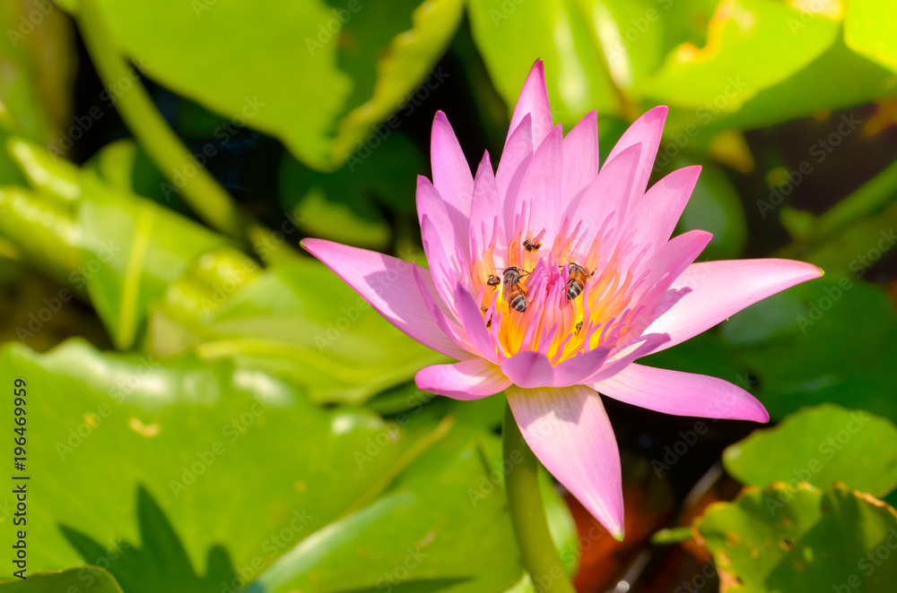 A bee is trying to keep nectar pollen from the lotus flower,select focus. A bee is trying to keep nectar pollen from the lotus flower,select focus.