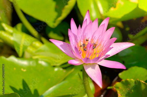 A bee is trying to keep nectar pollen from the lotus flower select focus.