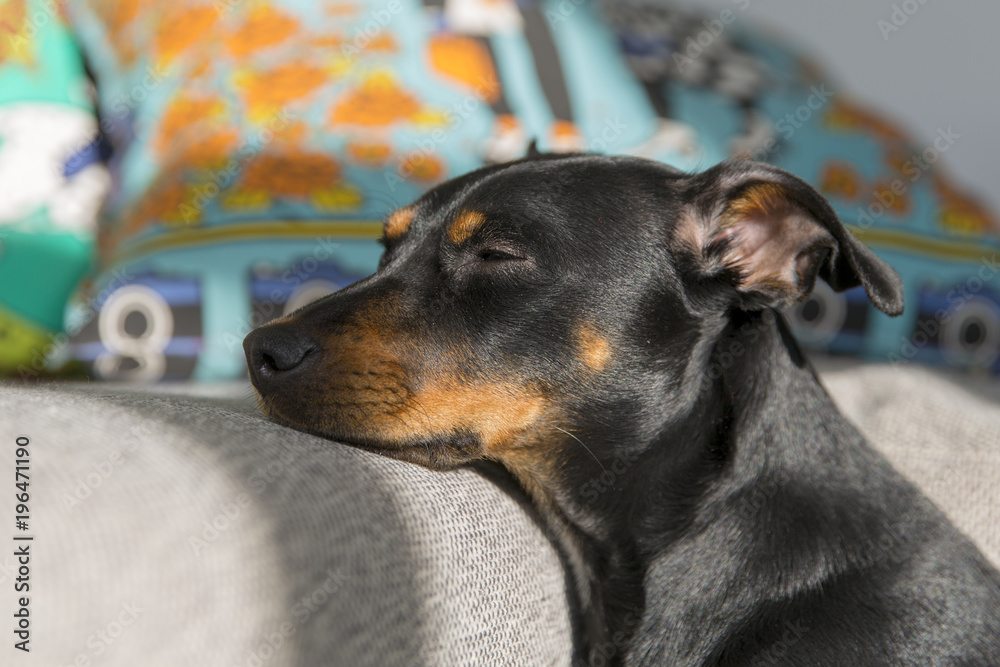 Puppy dozing off in the morning sun