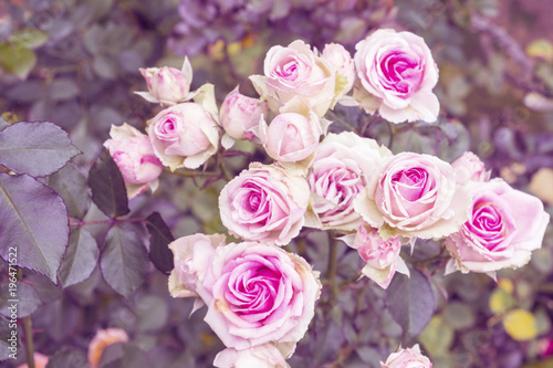 Beautiful close-up of pink and white rose with green leaves in the rose garden.