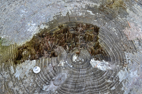 Vereister Baumstumpf im Winter