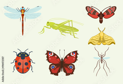 Vector insects icons isolated on background colorful top view illustration of wildlife wing fly insects detail macro animalssummer bugs illustration. © Vectorwonderland