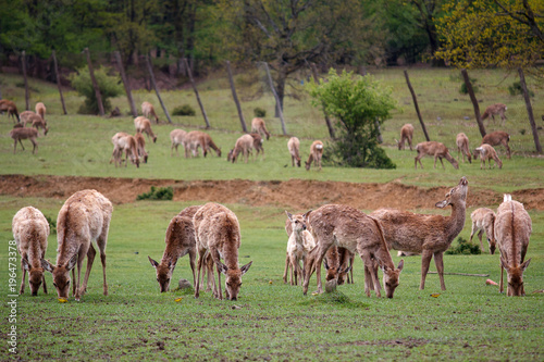 Deer without horns graze on a meadow. Animals