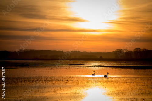 Swans on the water against the background of the sunset