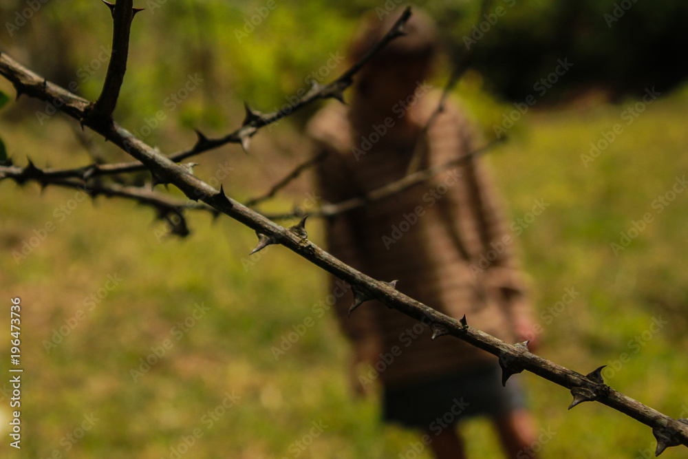 Spiked branch. This photograph was taken in São Pedro, São Paulo, Brazil, 2015. Spiked branch. This photograph was taken in São Pedro, São Paulo, Brazil, 2015.