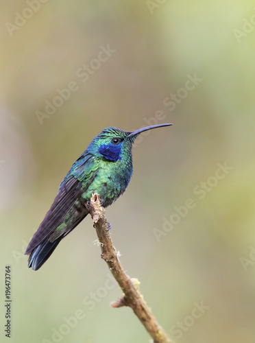 Green Violetear Hummingbird perched on branch in Costa Rica