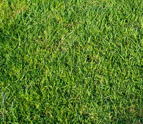 Background image - green grass.
