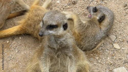 Group of playful Meerkats play with each other. Meerkat family. photo