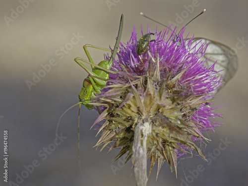 sauterelle insecte orthoptère photo