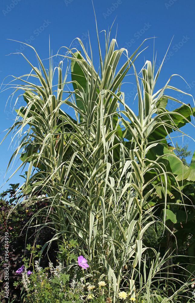 Arundo donax variegata