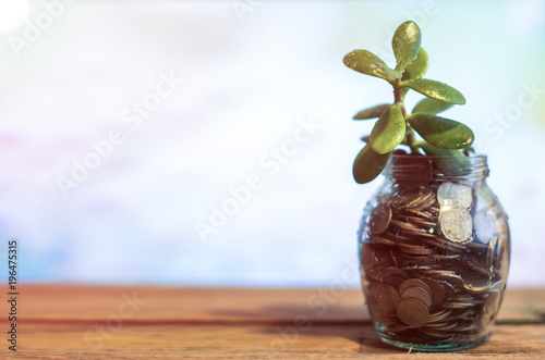 Money tree in a glass jar with coins on a blurred background of nature