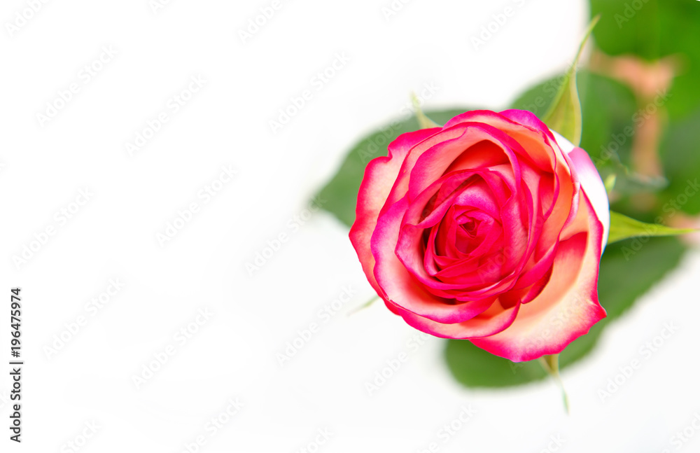 Close-up of a pink rose against a light background.