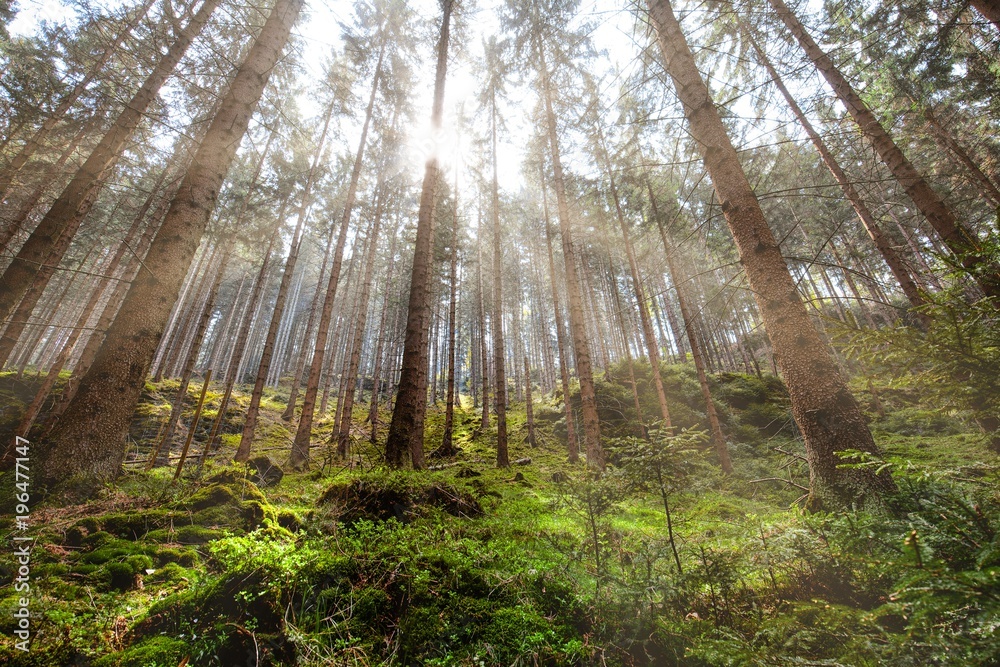 Great Forest, Fairytale forest in Sun rays, Walking in Czech Switzerland National Park Great Forest, Fairytale forest in Sun rays, Walking in Czech Switzerland National Park