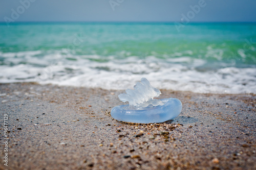 jellyfish by the sea photo