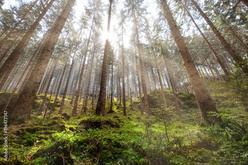 Great Forest  Fairytale forest in Sun rays  Walking in Czech Switzerland National Park