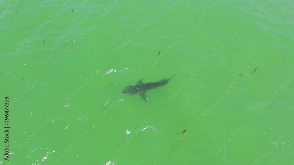 Aerial over a great white shark swimming offshore along the California coast. Aerial over a great white shark swimming offshore along the California coast.