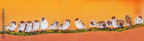panoramic banner of a lot of funny little birds sparrows on a branch inthe garden on a Sunny day