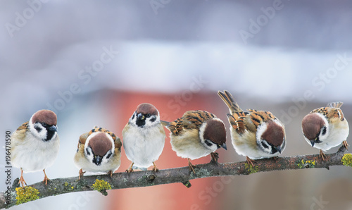 picture many funny little birds sparrows on a branch in the garden on a clear day