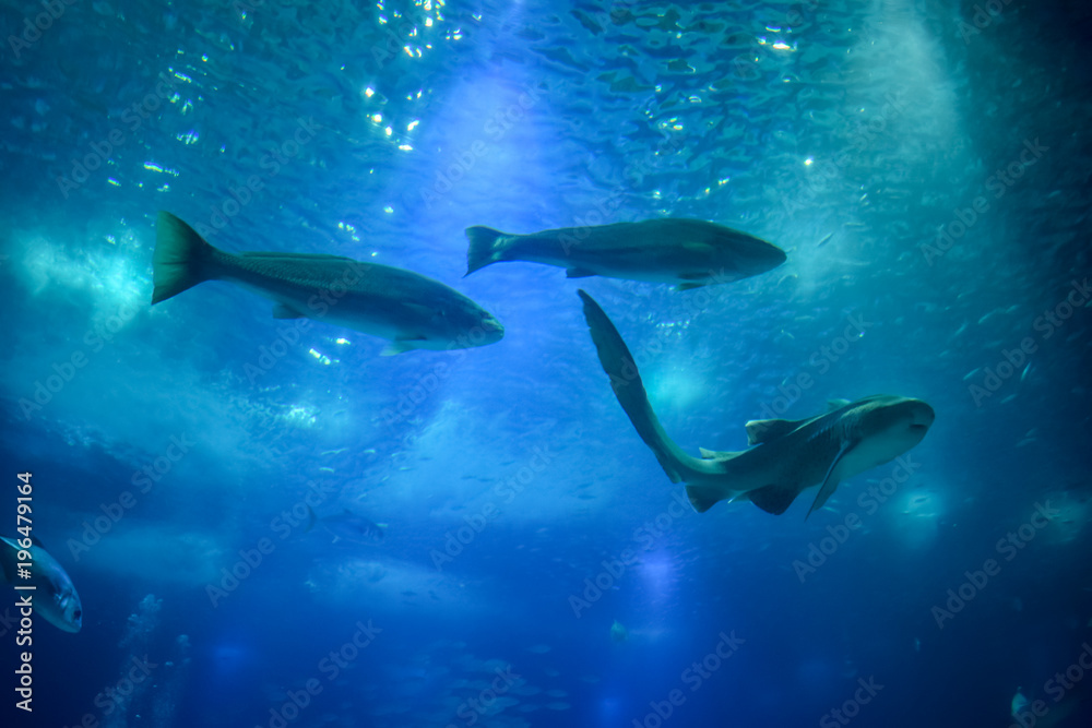 Fototapeta premium Fish swimming in clear blue water