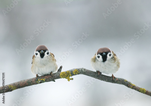 picture two little funny sparrows birds on branch in garden on a clear day