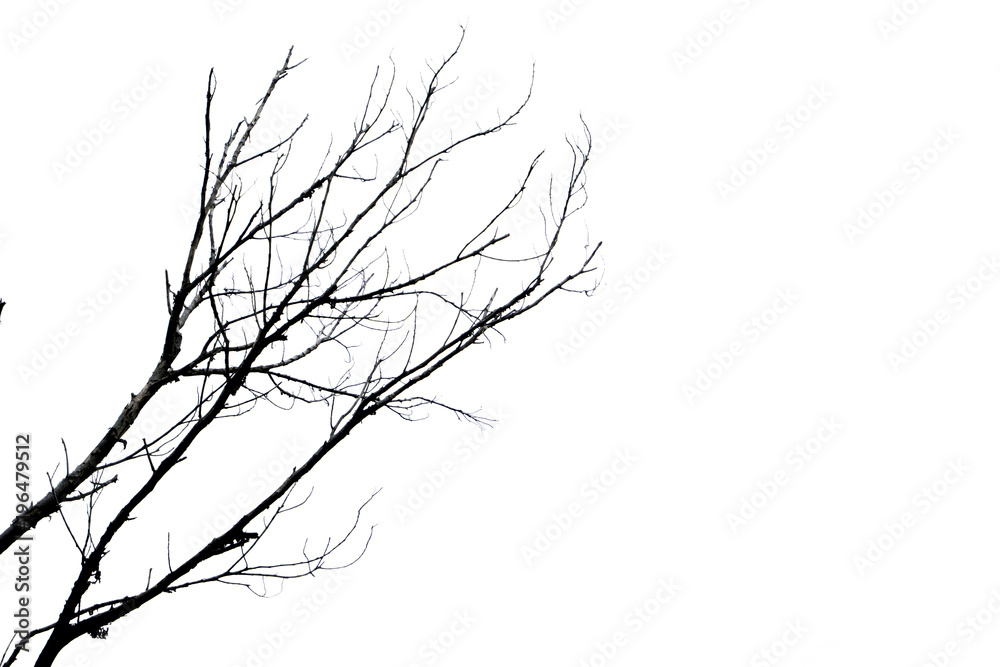 Branches of dead trees Beautiful roof of the dead tree. Branches of dead trees Beautiful roof of the dead tree.