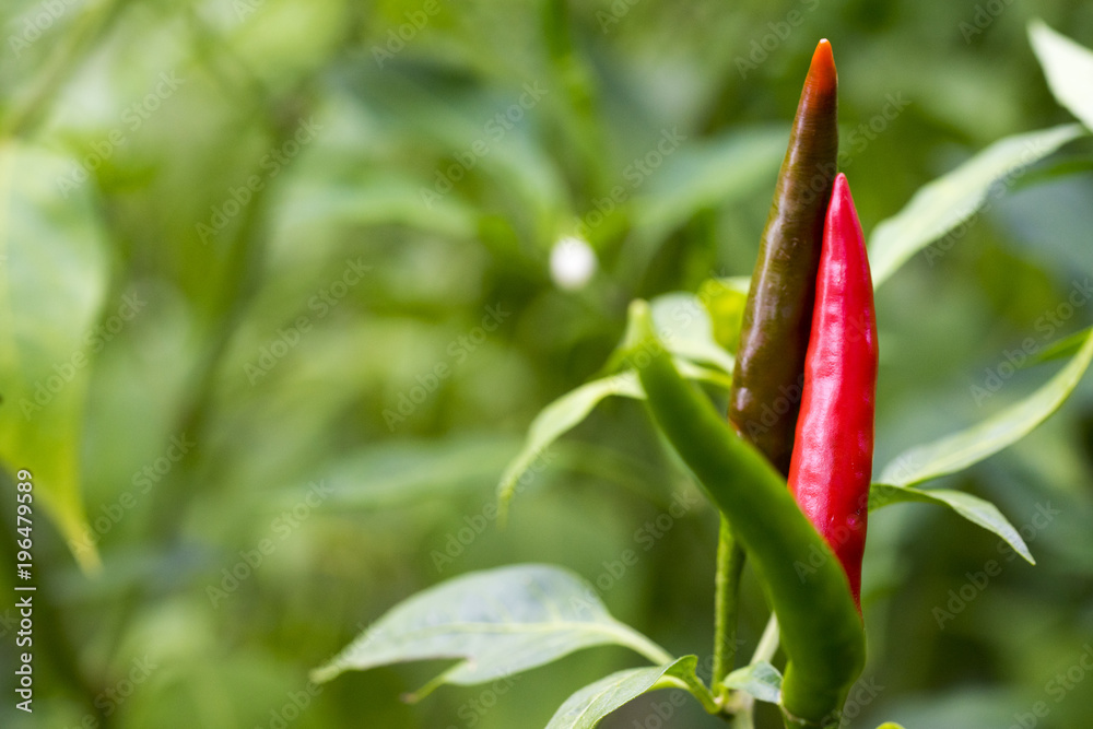 Cayenne pepper is a famous spicy taste. The food is Thai. Frequently used with papaya salad. Cayenne pepper is a famous spicy taste. The food is Thai. Frequently used with papaya salad.