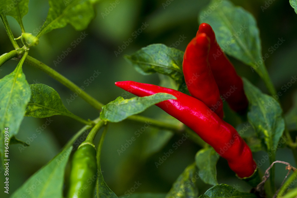 Cayenne pepper is a famous spicy taste. The food is Thai. Frequently used with papaya salad. Cayenne pepper is a famous spicy taste. The food is Thai. Frequently used with papaya salad.