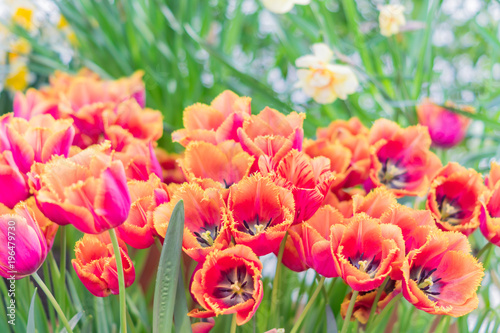 colorful blooming tulips background