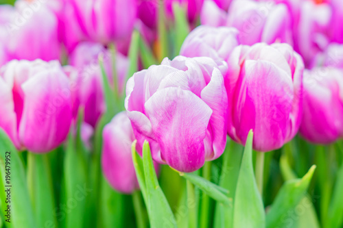 bright pink blooming tulips, floral background