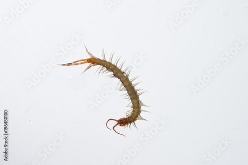 centipede on white background isolated