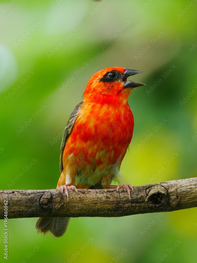 Red Fody bird perching on branch