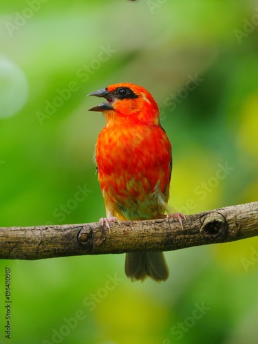 Red Fody bird perching on branch