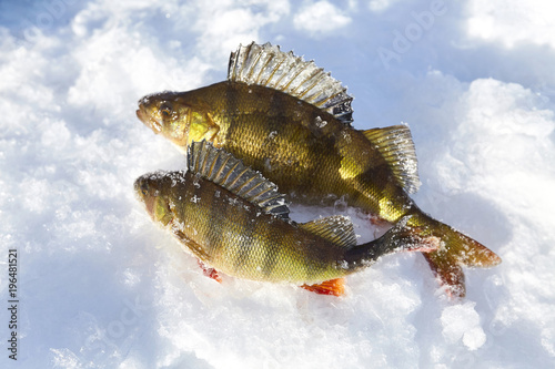 Winter fishing for perch off the ice. photo