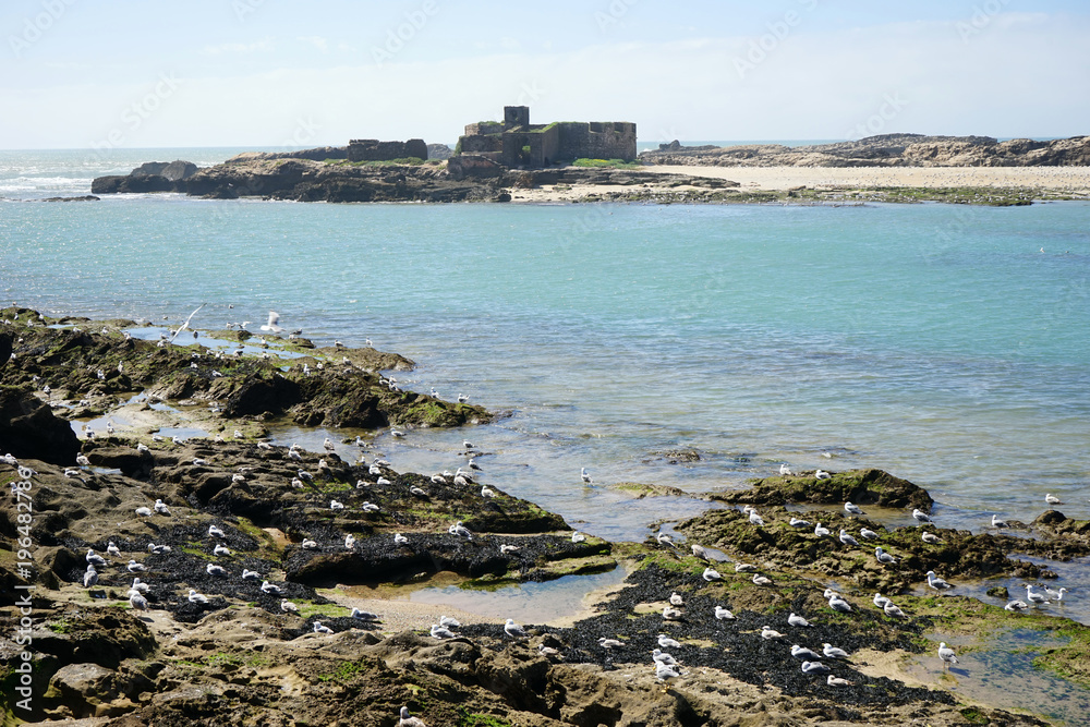 Seagulls and fort