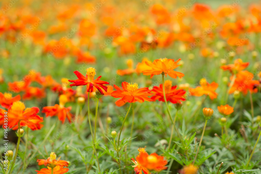 コスモス・母の日・オレンジ・感謝・花