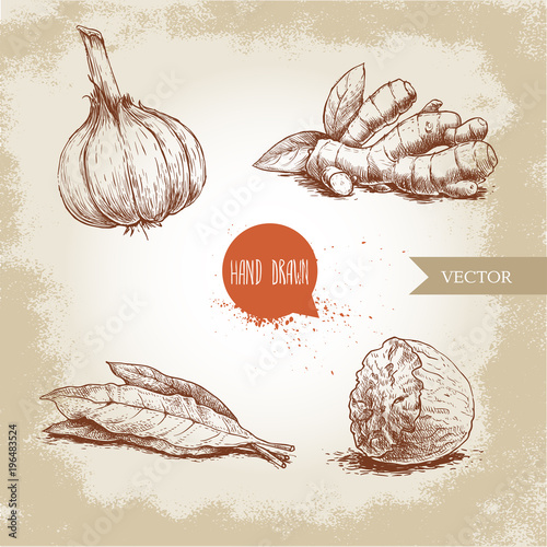 Hand drawn sketch spices set. Garlic, ginger root, bay leaves bunch and nutmeg. Herbs, condiments and spices vector illustration isolated on old background.