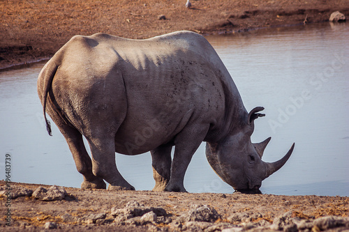 A Black Rhino at a watering hole in Etosha National Park  Namibia