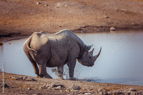 A Black Rhino at a watering hole in Etosha National Park, Namibia