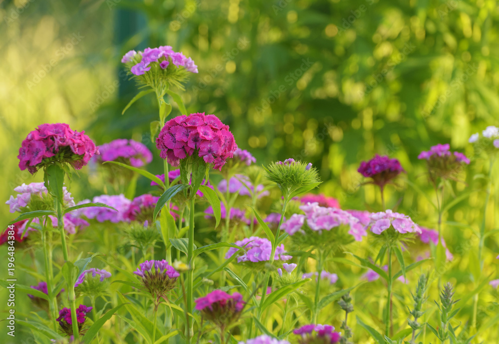The several plants of sweet william (Dianthus barbatus) are in a garden. The blossomed pink and violet flowers are during their blossoming. A lot of Turkish carnation are on a natural green background The several plants of sweet william (Dianthus barbatus) are in a garden. The blossomed pink and violet flowers are during their blossoming. A lot of Turkish carnation are on a natural green background