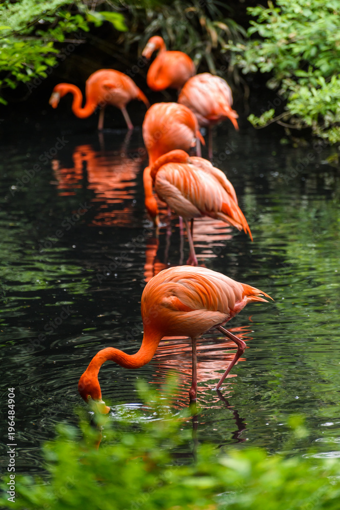 Naklejka premium Red flamingo from south America