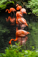 Poster Flamingo Rode flamingo uit Zuid-Amerika  © luisapuccini