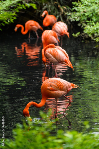 Red flamingo from south America