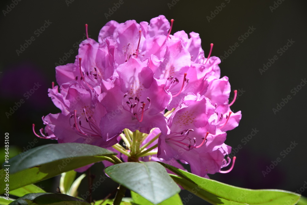 Rhododendron StockFoto Adobe Stock