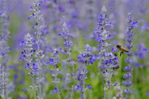 Fototapeta Naklejka Na Ścianę i Meble -  Little honey bee sucking sweet nectar according to the purple flowers in the park.