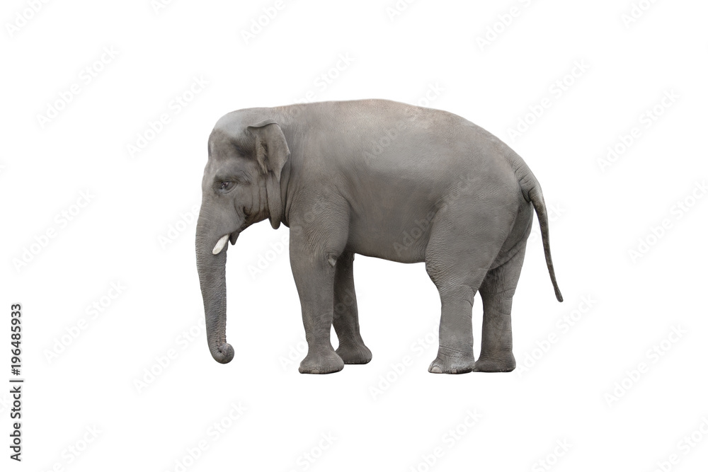 elephant on white background isolated